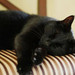 Sleeping Beauty